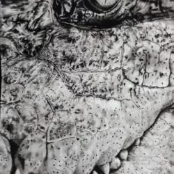 Crocodile de Richard Lubert