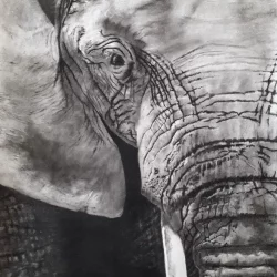 Eléphant de Richard Lubert