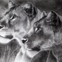 Lionnes de Richard Lubert