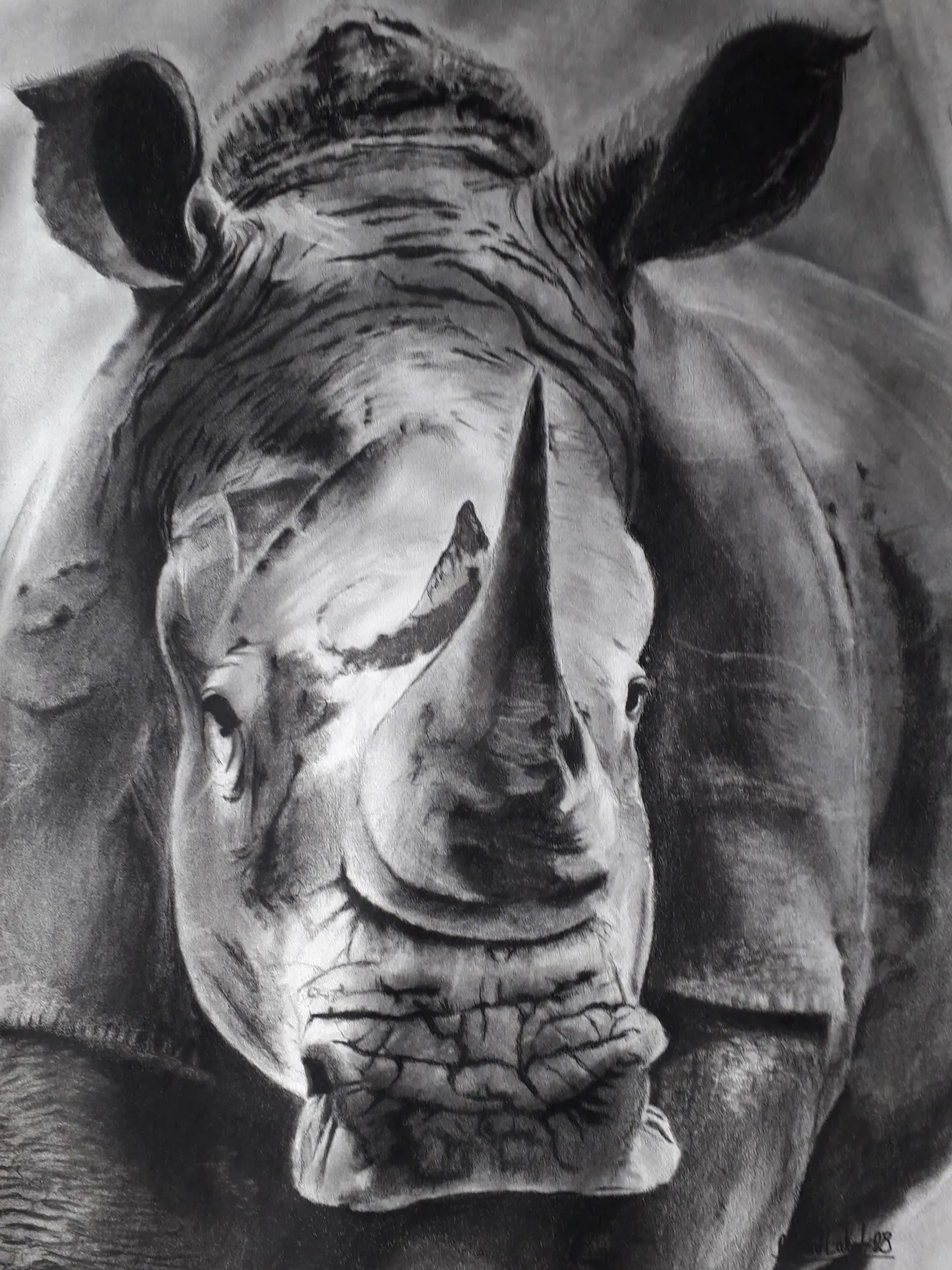 Rhinocéros de Richard Lubert