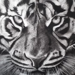 Tigre de Richard Lubert